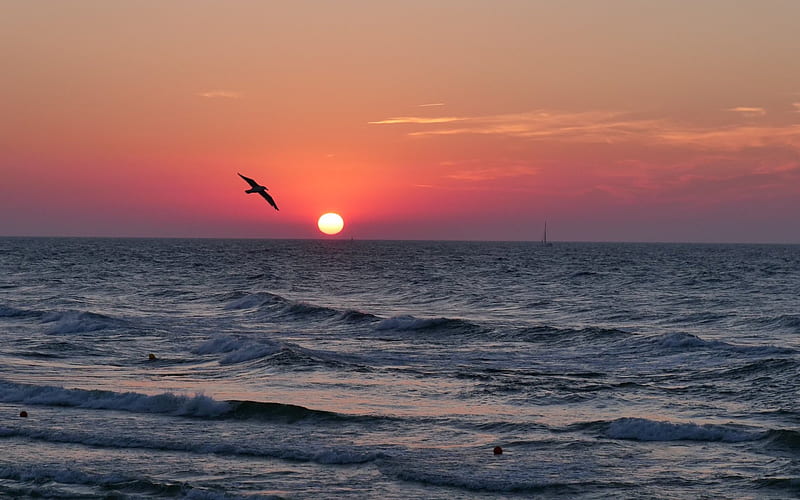 Sunset in Poland, Poland, gull, sunset, sea, HD wallpaper