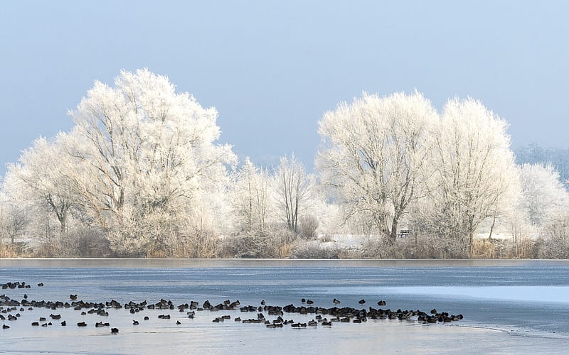 White Winter, ducks, hoarfrost, trees, winter, HD wallpaper