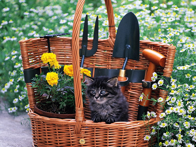 Cat with garden tools, pet, feline, basket, tool, cat, kitten, animal, HD wallpaper