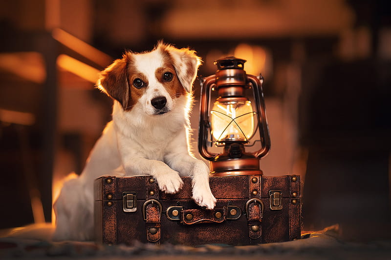Dogs, Dog, Lantern, Pet, Suitcase, HD wallpaper