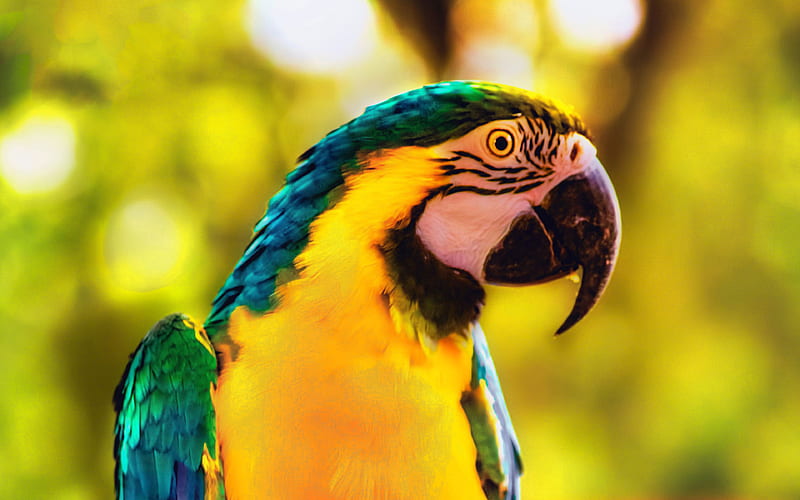 Macaw, parrot, Blue-and-yellow macaw, beautiful bird, parrots, South American birds, HD wallpaper