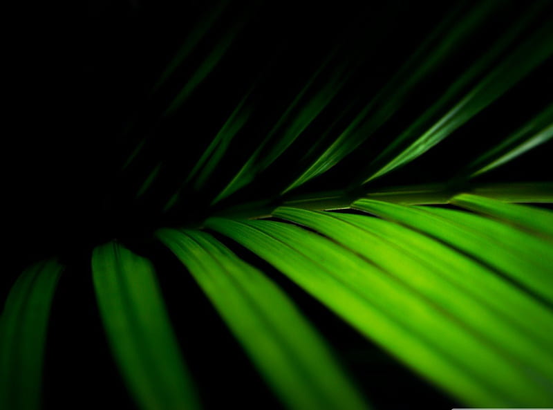 FERNS IN DARKNESS cool, close up, green, ferns, macro, dark, nautre, petals, natural, HD wallpaper