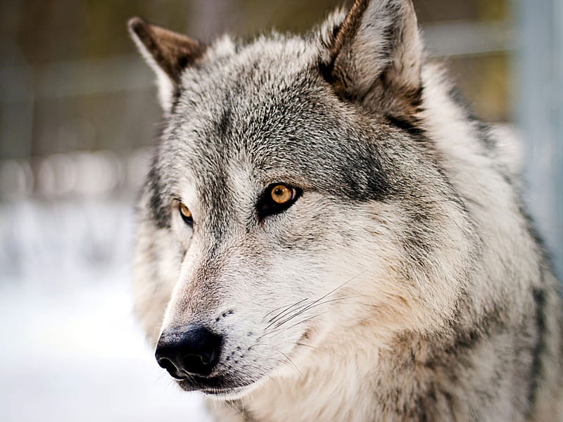 Wolf Portrait, predator, wildlife, nature, wolves, HD wallpaper