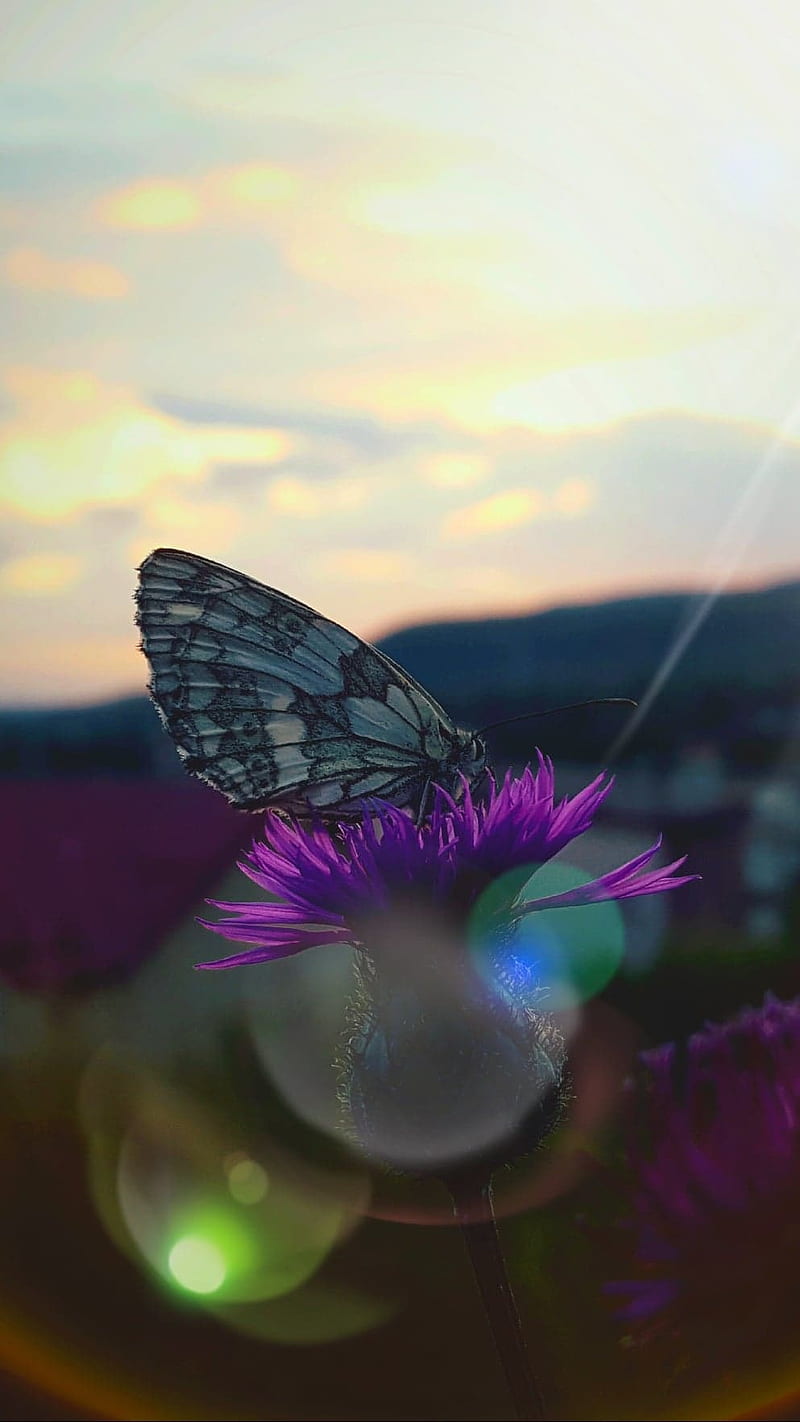 butterfly effect, bonito, butterflies, dawn, flower, flowers, golden, purple, HD phone wallpaper