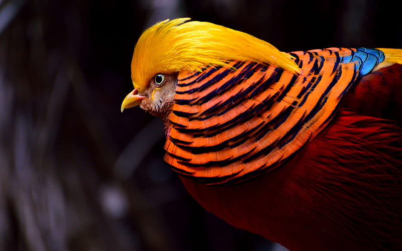 Golden pheasant colorful birds, close-up, Chrysolophus pictus, HD wallpaper