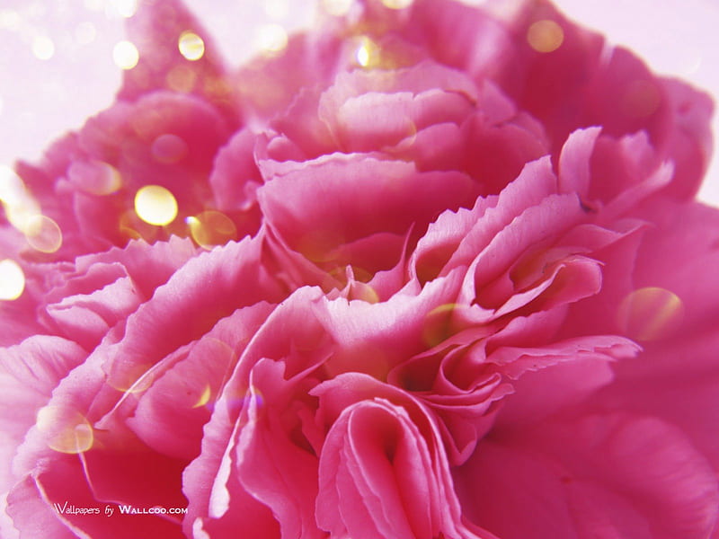 Carnation., White, Love, Pink, Flower, HD wallpaper