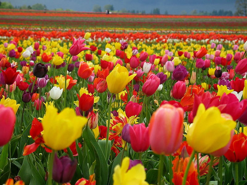 tulip garden, Tulip Farm, HD wallpaper