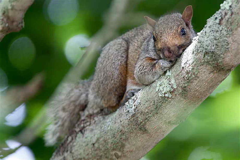 GREY SQUIRREL, resting, gris, cute, squirrel, HD wallpaper