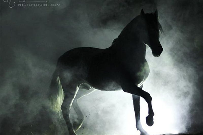 The Stray Stallion, errant, stray, black, andalusian, horses, spanish, HD wallpaper