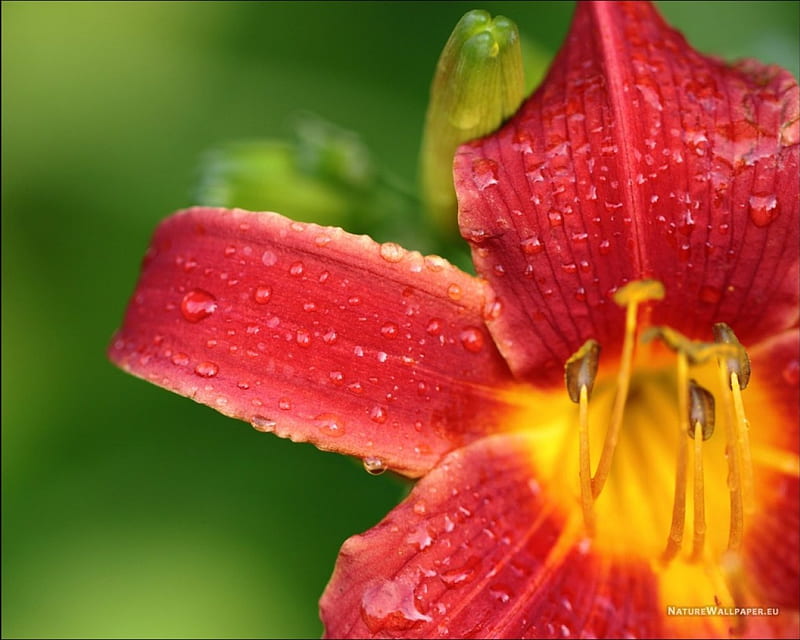 Gotas de lirio, lirio, flor, rojo, lluvia, Fondo de pantalla HD | Peakpx