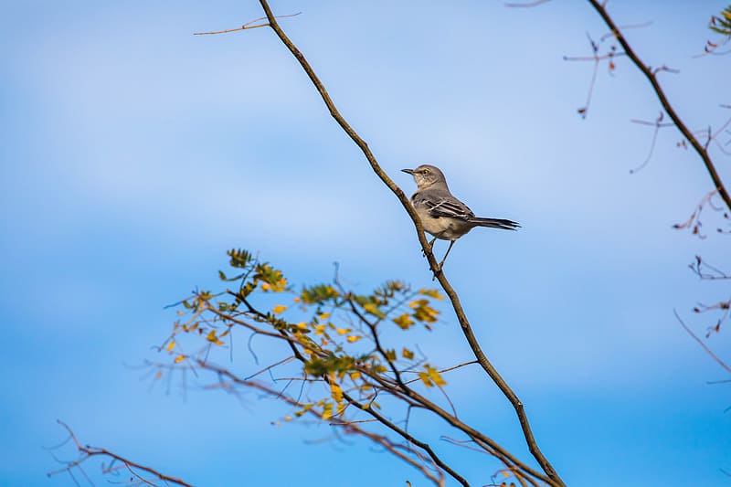 mockingbird, bird, branch, leaves, blur, sky, HD wallpaper