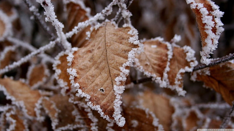 Frosted Leaves Autumn Frosted Abstract Winter Leaf Frosty Leaves