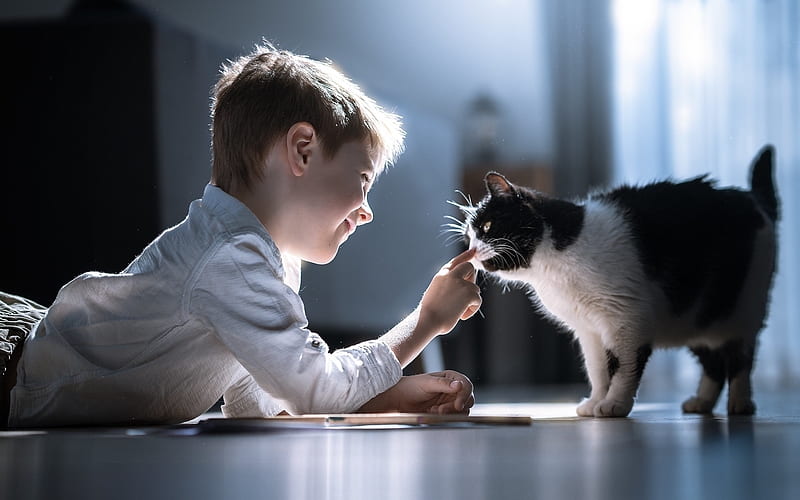 Boy and Cat, playing, boy, child, cat, HD wallpaper