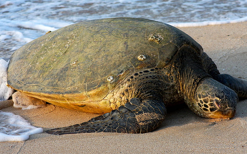 Beached, marine life, wildlife, turtle, animal, reptile, HD wallpaper