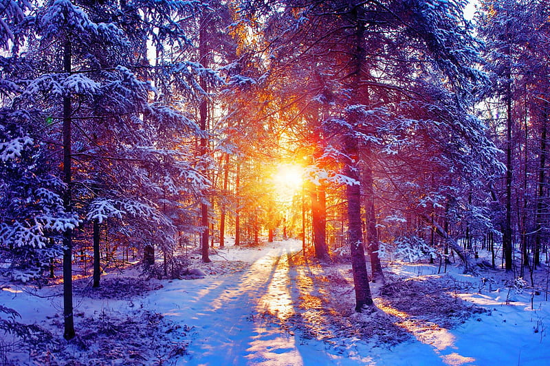 Beautiful View, forest, snow, bonito, nature, sunset, winter, HD wallpaper