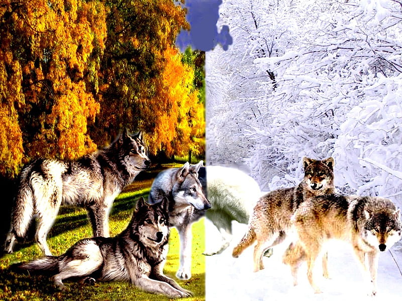 INDIAN, wolfs, mountains, 2012, summer, nature, wolf, winter, HD wallpaper