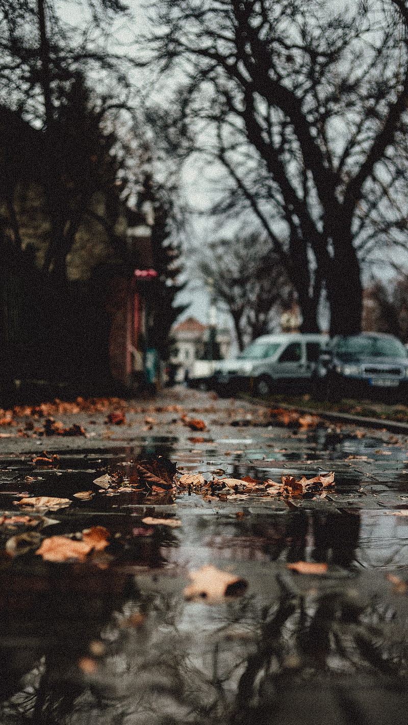 autumn, city, leaves, mood, graphy, rain, rainy, sad, street, urban, HD phone wallpaper