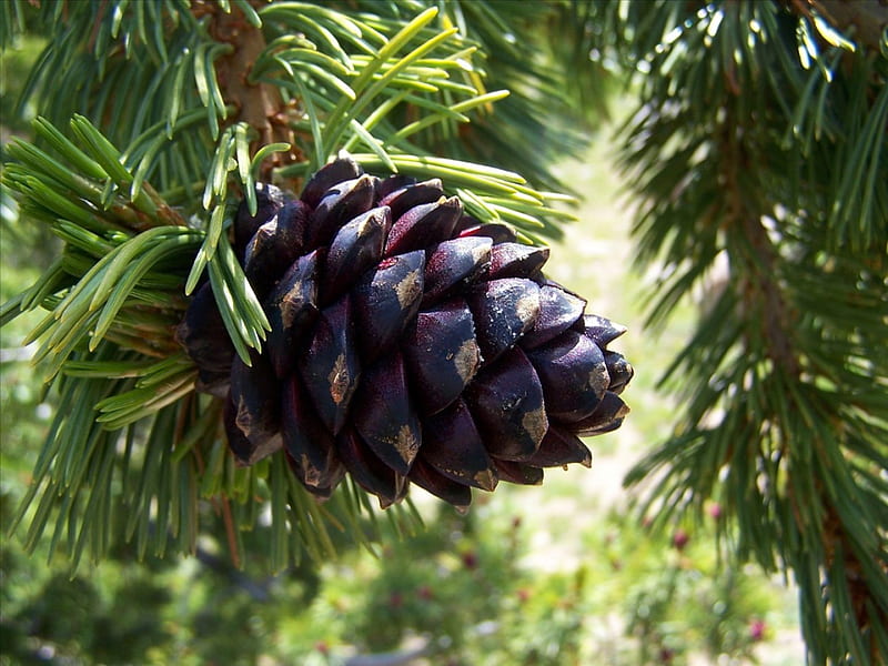 PINE CONE IN THE FOREST, forest cones, trees, nuts, acorn, close up, green, pine, macro, nature, HD wallpaper