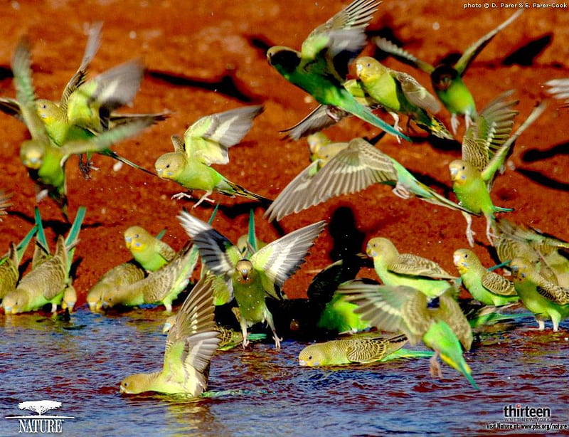 Budgies in the wild, red earth, birds, parrots, budgerigars, waterhole, HD wallpaper