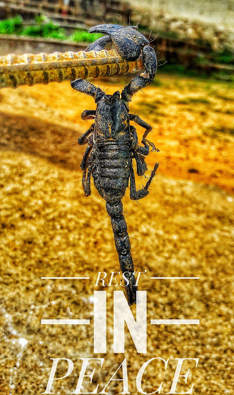 dead scorpion, animal, beauty, nature, HD phone wallpaper