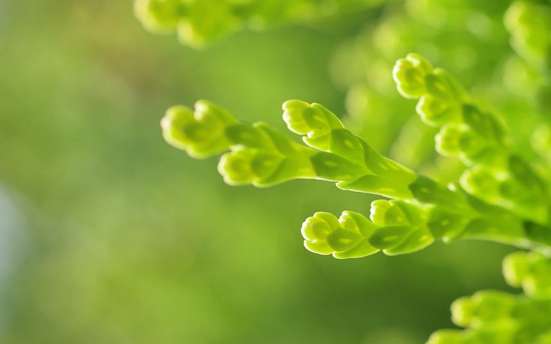 Grass green bokeh-Plants Macro, HD wallpaper