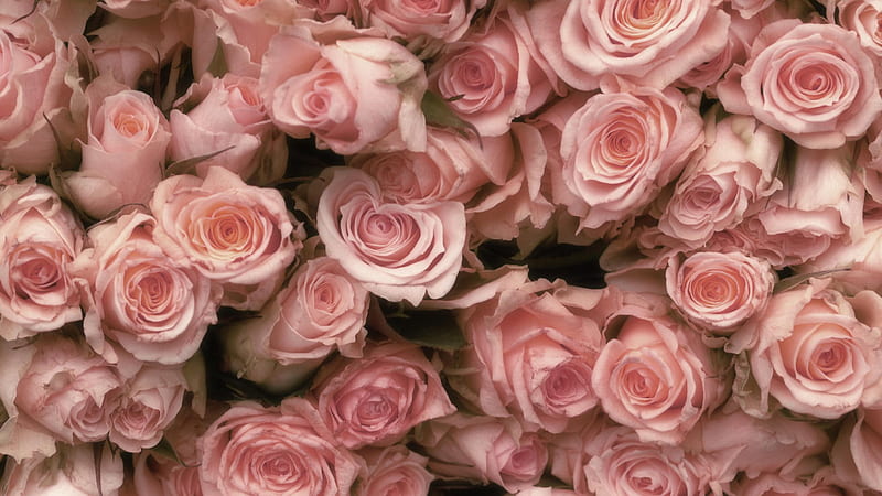 pretty pink roses, pretty, fragrant, soft, roses, floral, graphy, flowers, nature, pastel, pink, HD wallpaper