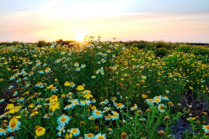 Fiesta Island Dog Park, blossoms, daisies, sun, meadow, HD wallpaper