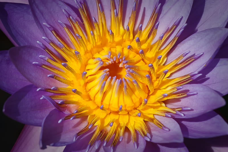 Big Lily, lily, flower, water, purple, HD wallpaper
