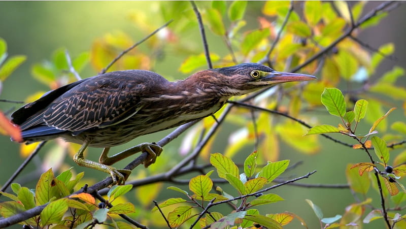 Green Heron After Sunrise, HD wallpaper