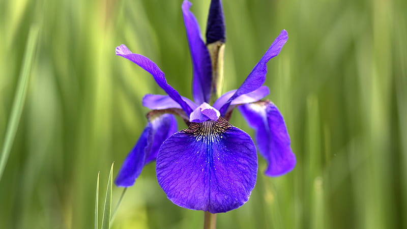 Japanese iris, Iris, Heliotrope, Iris ensata, Iridaceae, Iris ensata var, Pansy, 3840x2160 ensata, Kamayamashobu, flowers, Violet, Hanashobu, Iris sanguinea, Flower, HD wallpaper