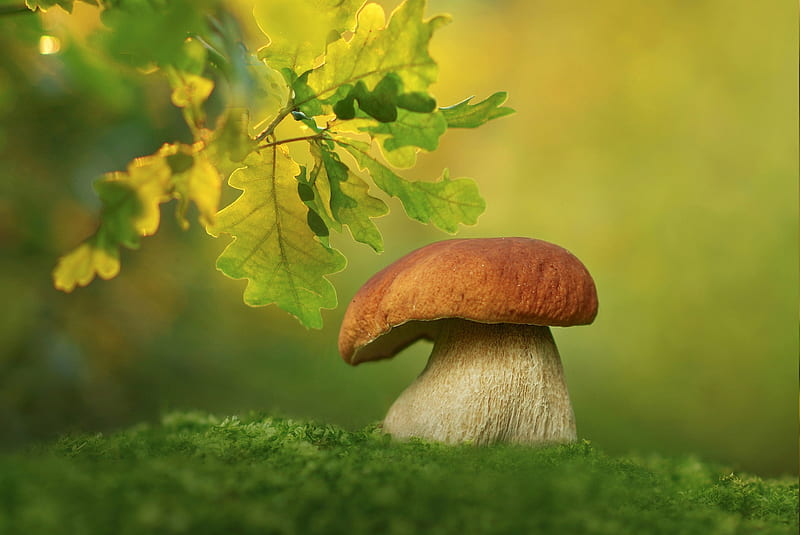Earth, Mushroom, Macro, Nature, HD wallpaper