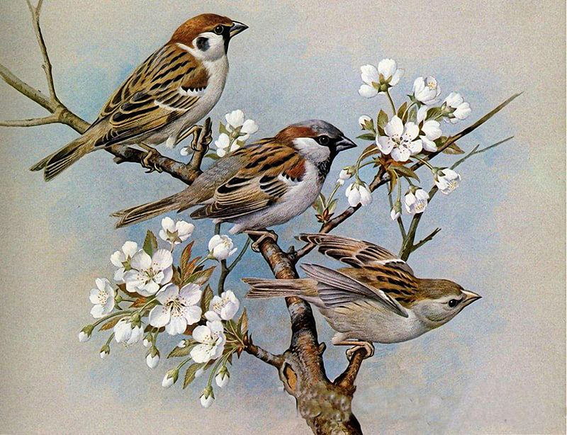 Sparrow Trio, birds, paint, plant, trio, HD wallpaper