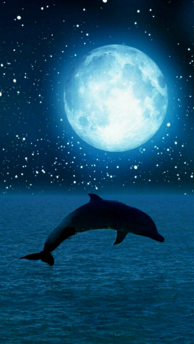 moonlight, dolphin, light, moon, night, sea, HD phone wallpaper