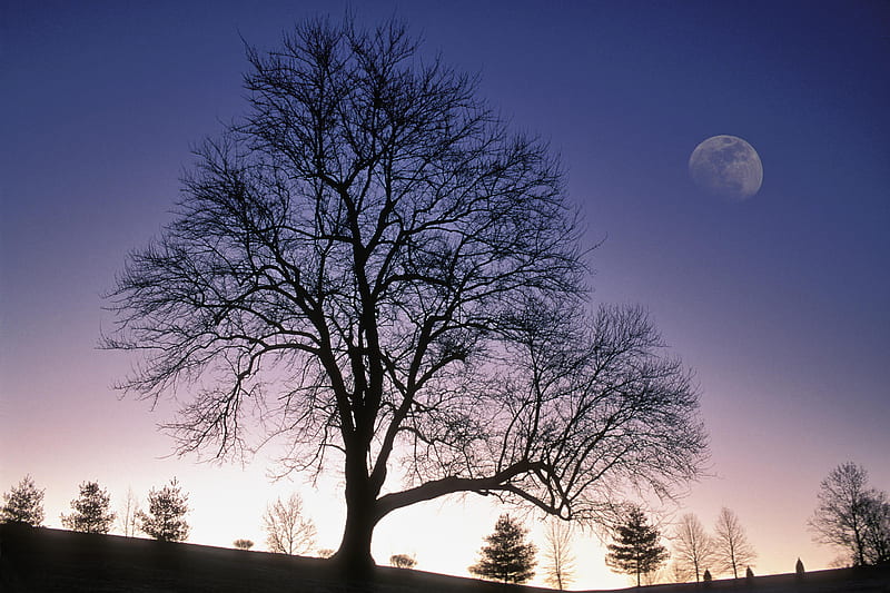 Winter Tree Silhouetted against Twilight Sky with nearly Full Moon Jefferson County Kentucky, sky, HD wallpaper