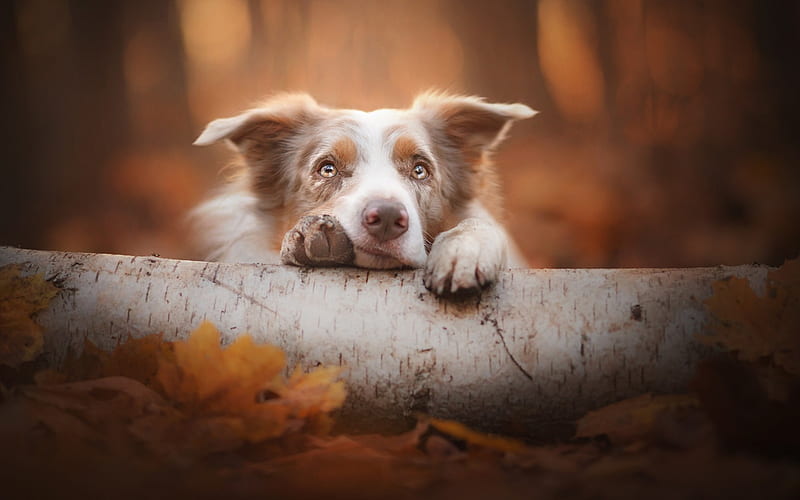 Border Collie, forest, autumn, sweet brown dog, pets, HD wallpaper