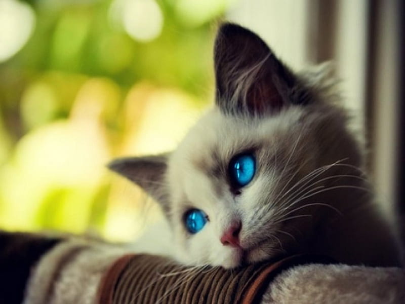 Sweet kitty , cute, kitty, sad, cat, sweet, HD wallpaper