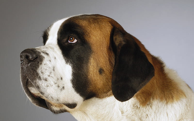 Beethoven (St. Bernard Dog), alpine rescues, large, enormous size, HD wallpaper