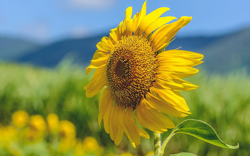 sunflower, beautiful yellow color, field, summer, yellow petals, HD wallpaper
