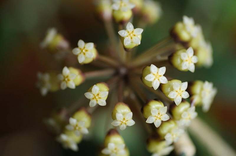 Hoya finlaysonii, flower, asclepiad, white, hoya, scented, HD wallpaper