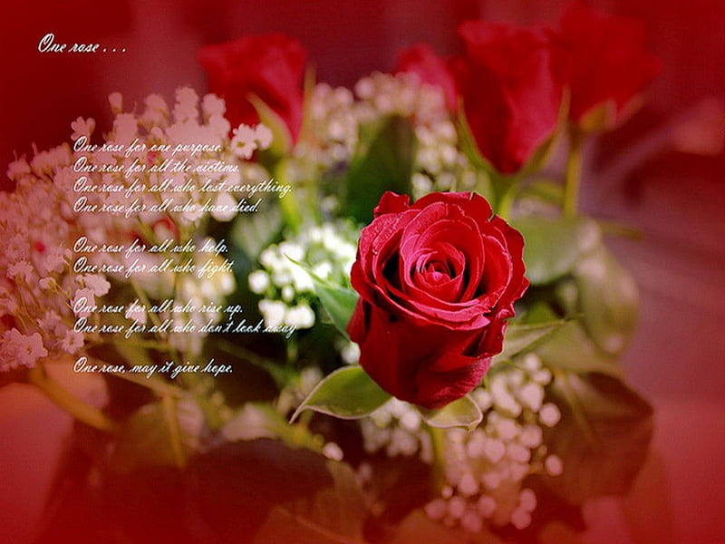 One rose, red, dedication, rose, tragedy, flowers, HD wallpaper