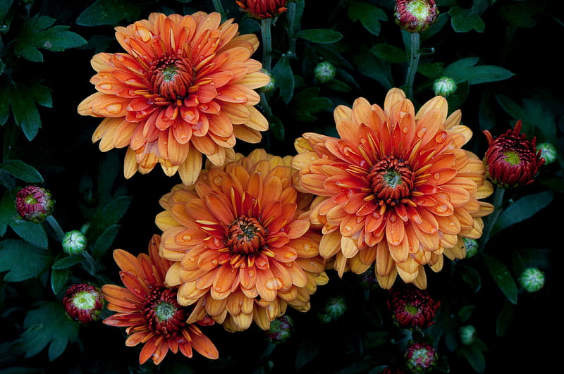 Chrysanthemum, Leaves, Garden, Petals, Nature, HD wallpaper | Peakpx