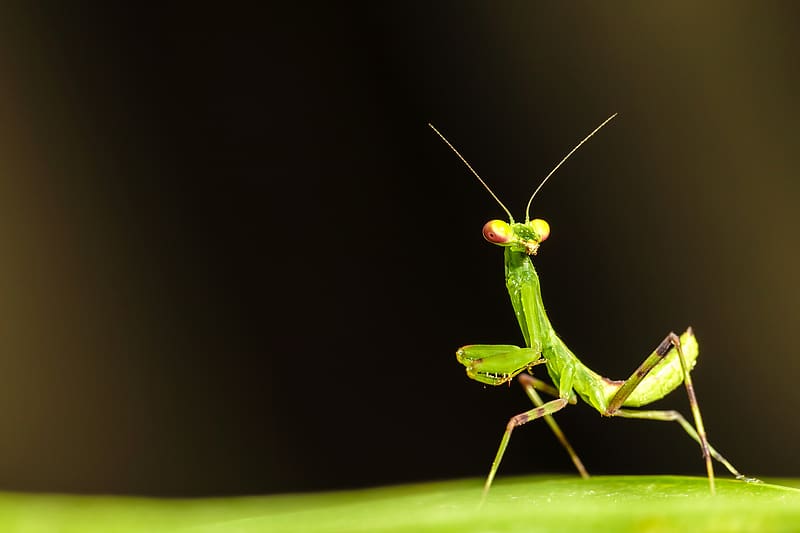 Insects, Animal, Praying Mantis, HD wallpaper