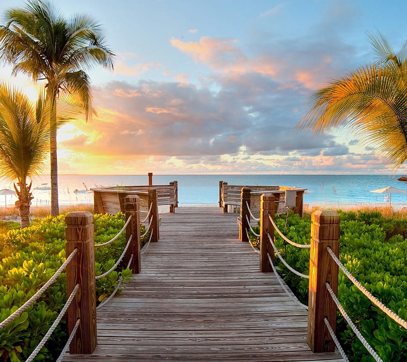 Sunset Beach Path, ocean, palm, sun, tree, HD wallpaper