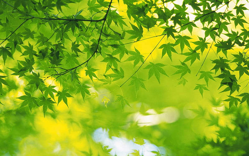 green leaves -Plant macro graphy, HD wallpaper