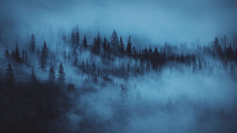 Pine Trees Fog Forest Dark Aesthetic, HD wallpaper