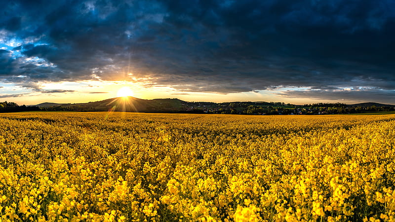 Yellow Rapeseed Field During Sunrise Flowers, HD wallpaper