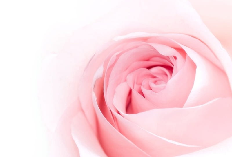 Soft pink rose, pink rose, rose, beauty, soft, tender, pink, HD wallpaper