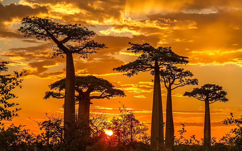 baobab, evening, sunset, baobabs, Madagascar, Adansonia digitata, African baobab, HD wallpaper
