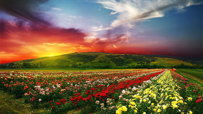field of roses roses, sky, field, HD wallpaper