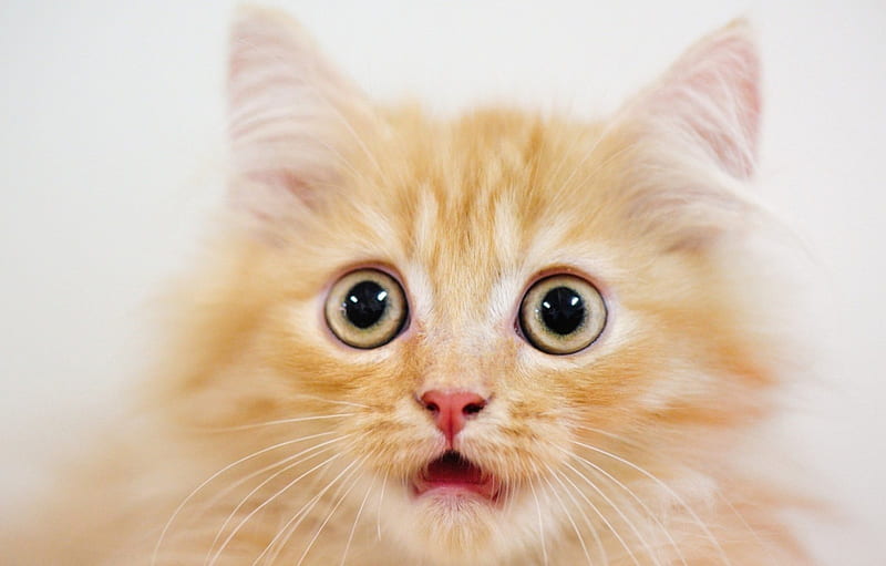 Really?!, orange, ginger, funny face, surprised, white, cat, kitten, animal, HD wallpaper